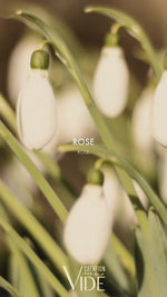 Charger et lire la vidéo dans la visionneuse de la Galerie, Suspension Rose n°46
